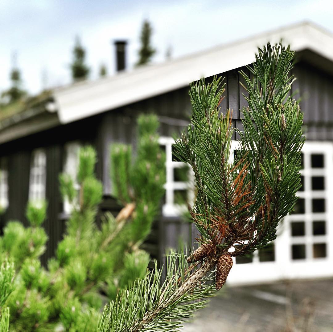 Sommerhus Kryle Klit set udefra, ved klitterne i Hune